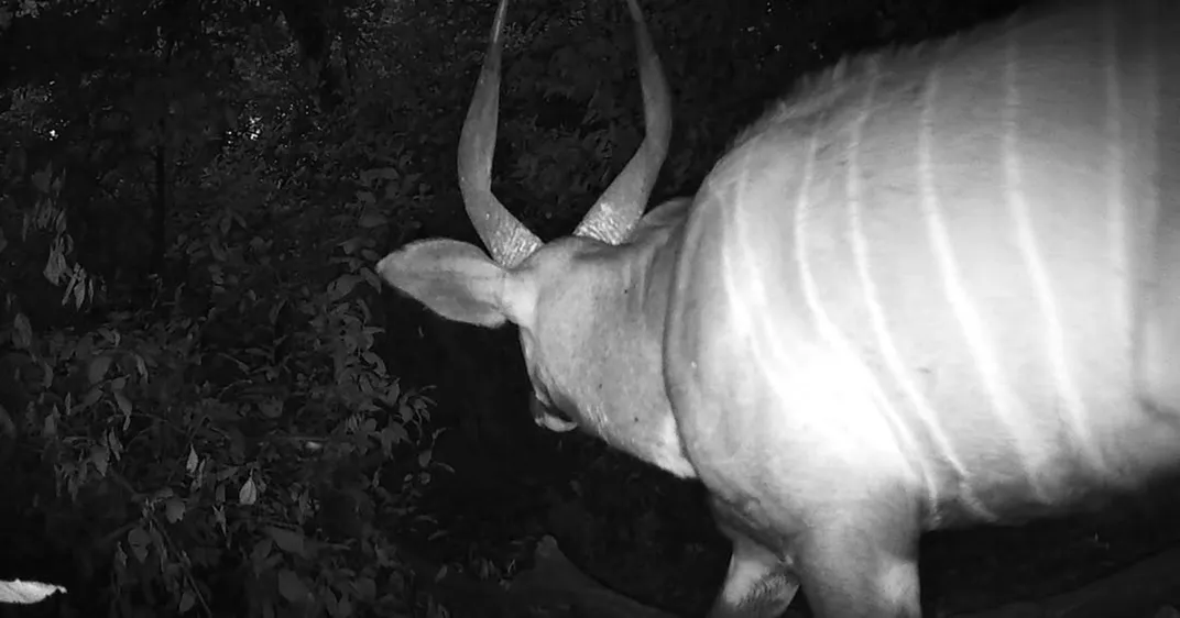 close-up of the side of the body and back of the head of a male antelope in black and white