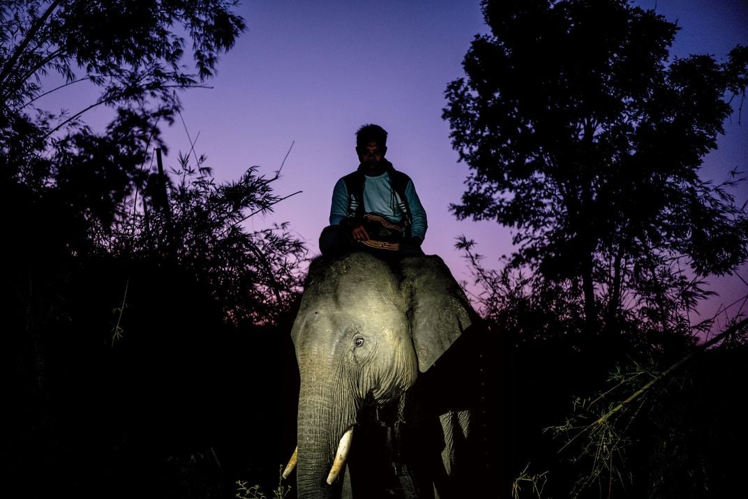 A bull elephant is taken back to camp at sunrise by his mahout.