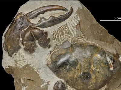 P. karlraubenheimeri lived during the Miocene Epoch roughly 8.8 million years ago.