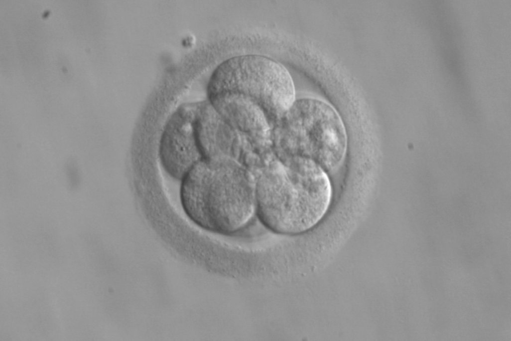 Embryo