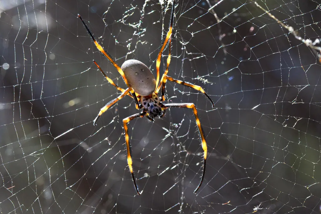 a spider.jpg