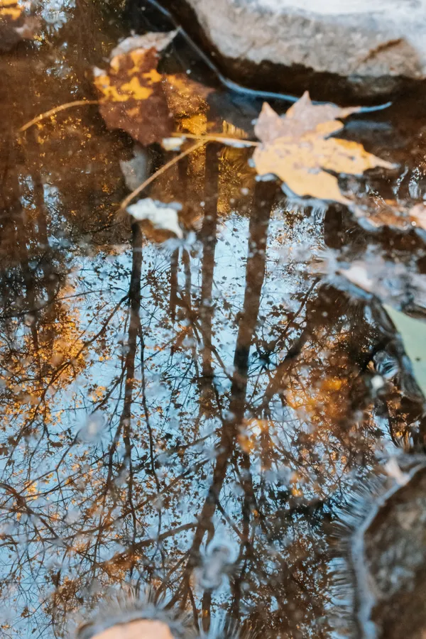 Fall Reflections thumbnail