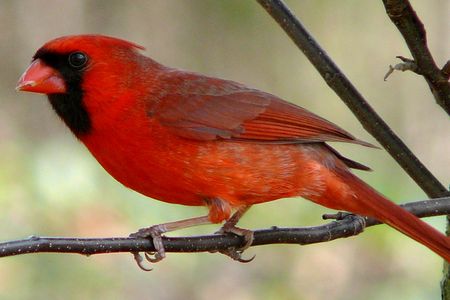 Often known as the redbird or common cardinal, the northern cardinal is a North American bird in the genus Cardinalis.
