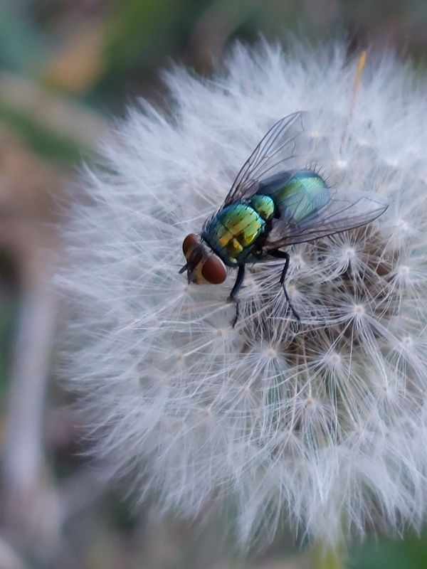 Iridescent fly having a rest on a fluffball thumbnail