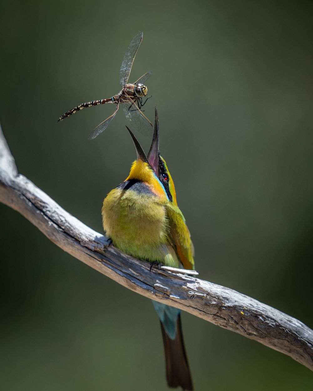 A Rainbow Bee-eater prepares to feast on a dragonfly after repeatedly slamming the insect against its perch to stun and subdue it. 
This photograph captures the unfortunate dragonfly's final moments, just before it is swallowed whole, wings and all.