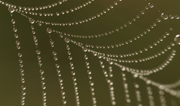 Dewdrops on Spiderweb thumbnail