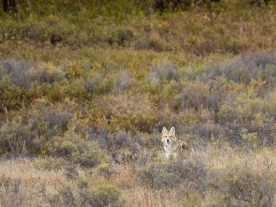 As far as predators go, coyotes are one of the most resourceful and resilient.
