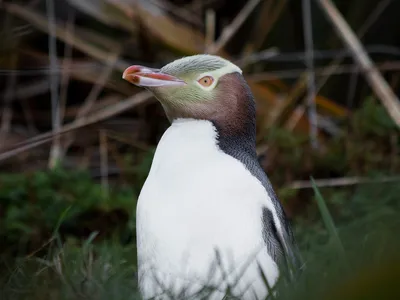 Rare Yellow-Eyed Penguin Wins New Zealand's Bird of the Year Contest image