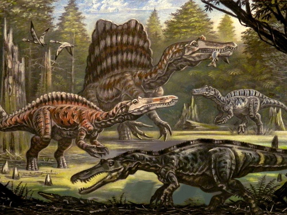 An illustration of four spinosaurids in a prehistoric environment, including the sail-backed Spinosaurus aegypticus eating a fish and Baryonyx in the front