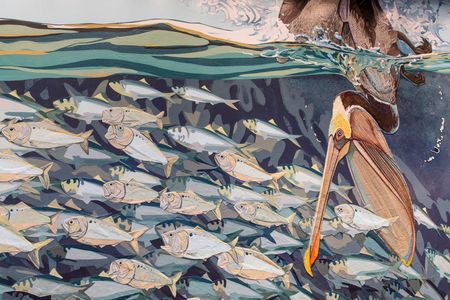 A pelican dives for dinner among an unsuspecting school of fish.