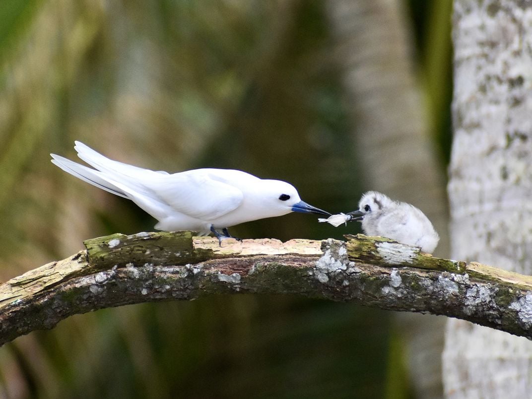 White Terns