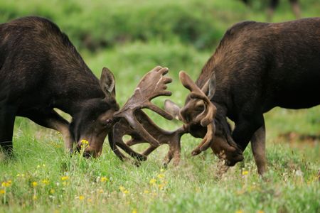 Showy traits, like the large antlers of these bull moose, can be detrimental to an animal's health.  