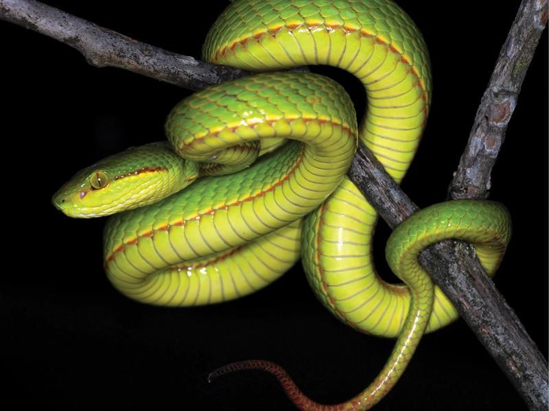 Dragon Snake - Reptiles Magazine