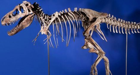 20120522094012tarbosaurus-skeleton.jpg
