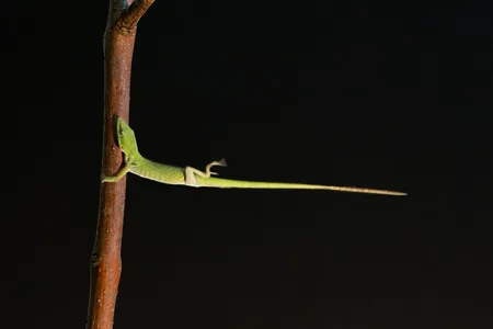 An anole lizard holding on to a perch by its toepads during simulated hurricane-force winds.