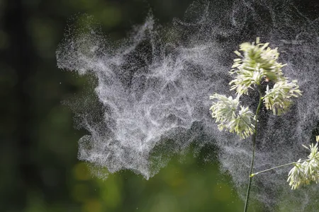 Researchers are studying pollen grains for applications across medicine and engineering.