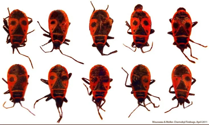 Chernobyl fire bugs