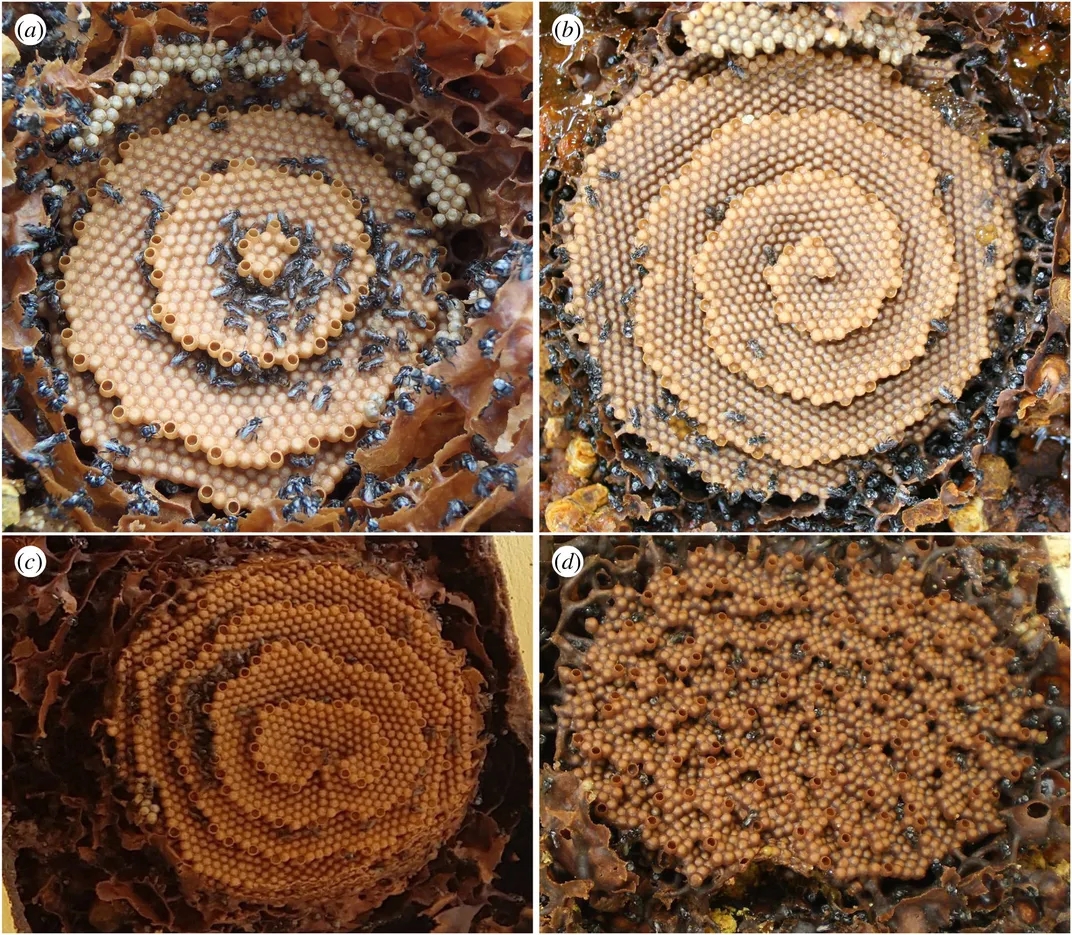Four images of stingless bee honeycombs