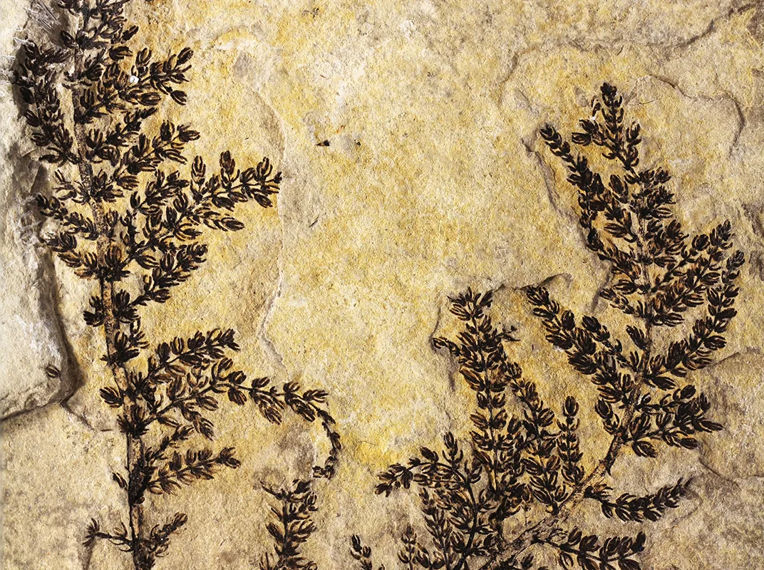 These Are the Oldest Known Flowers in the World