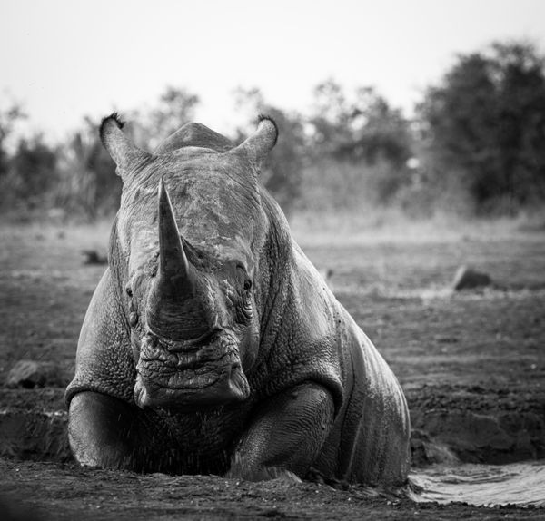 Bathing Rhino thumbnail