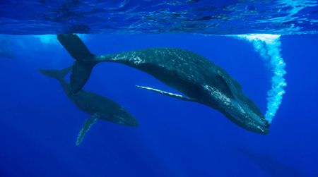 Humpback whale female with cooperating males around her. She just slapped her pectoral on the surface which caused the bubbles.