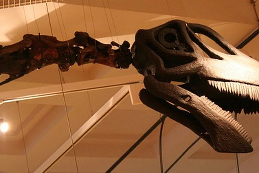 Cetiosaurus