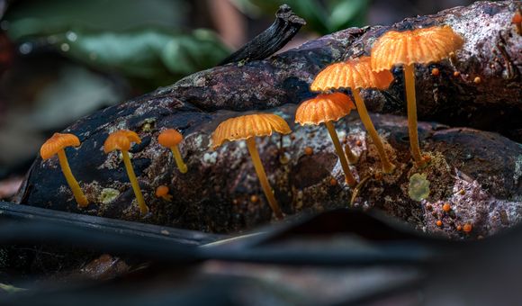Fungi in Barro Colorado Island