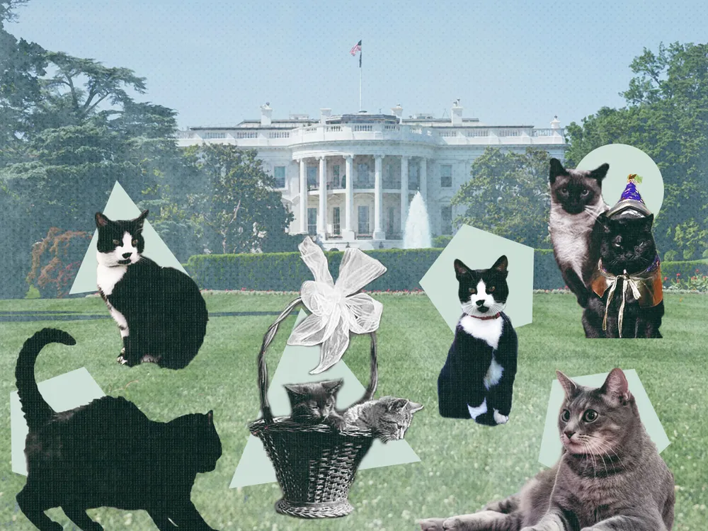 Illustration of First Cats on the White House lawn