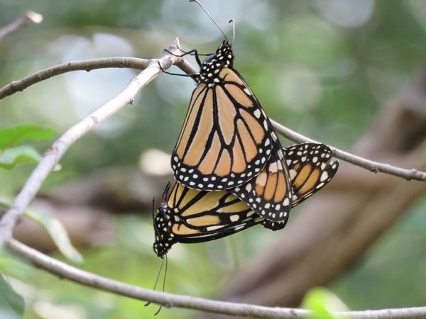 Mating Monarch Butterflies    Canon sx60hs thumbnail