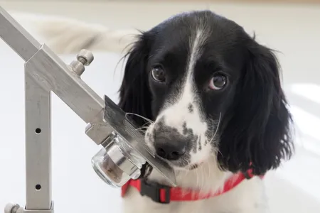 Freya, a Springer Spaniel, who has been trained to detect malaria parasites in sock samples taken from children in The Gambia. Freya did not participate in the initial study but was trained afterwards to help sniff out malaria in the future. 