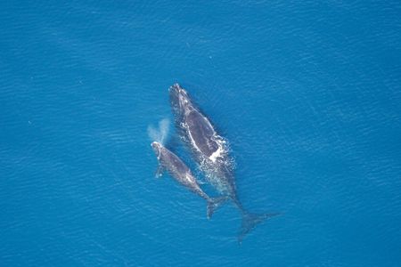 After seeing their numbers slashed due to overhunting in the 20th century, North Atlantic right whales still face plenty of threats, including ship strikes, habitat degradation and pollution. A mother and her calf are seen in this aerial image from 2005.
