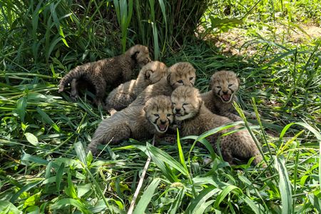 The science behind the uptick in cheetah births includes a  new fecal hormone method to determine pregnancy in the animals.