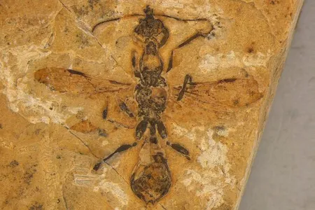 The 113-million-year-old fossil of&nbsp;Vulcanidris cratensis is the first known hell ant preserved in rock rather than amber.