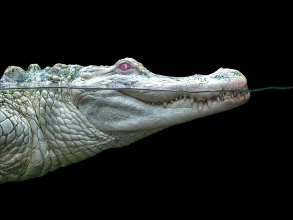 The Swamp Ghost thumbnail