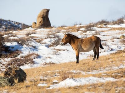 Before the recent reintroductions of P-horses, the last confirmed sighting in the wild was in 1969.