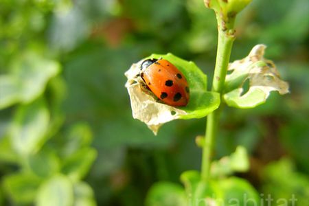 Ladybugs stop pests from eating our food and destroying crops.