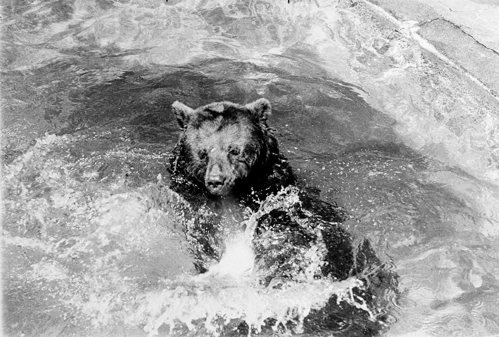 A Bear-Handed Grab