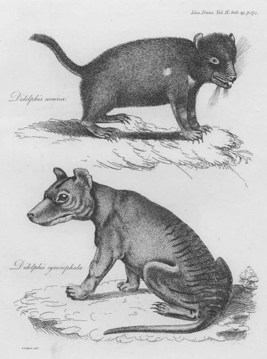 Rock Art Suggests the Tasmanian Tiger May Have Survived on Mainland Australia Longer Than Previously Thought