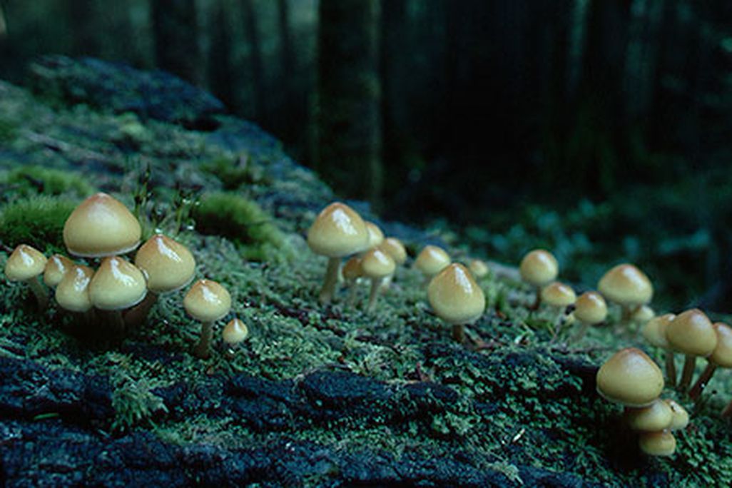 Mushrooms growing in Oregon