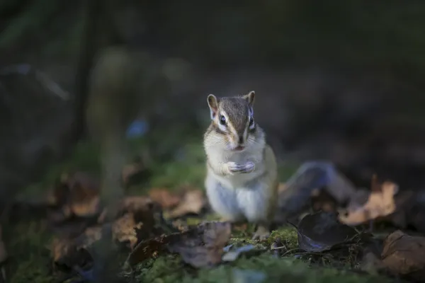 Elfin on falling leaves thumbnail