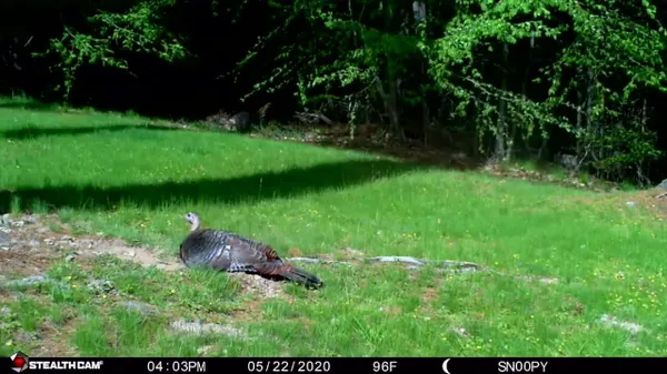 Preview thumbnail for A Wild Turkey Dust Bathing in New York