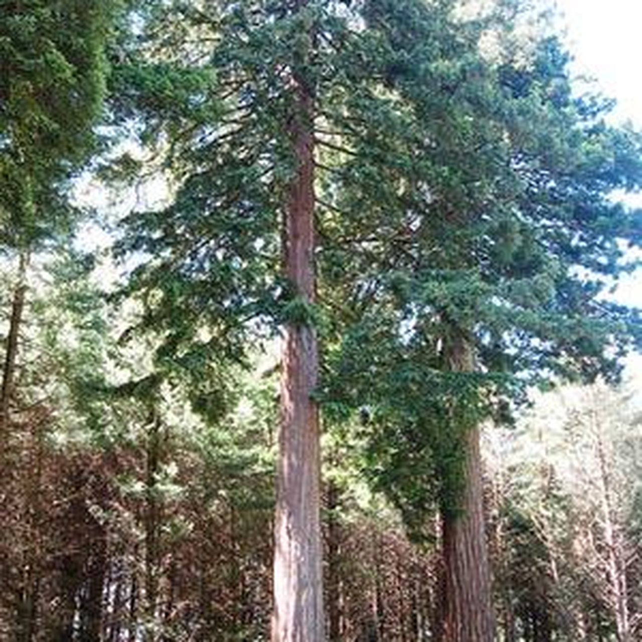 洋楽 Unfinished Business / Redwood Landing Old growth solid Salvaged redwood milled tongue & groove 8