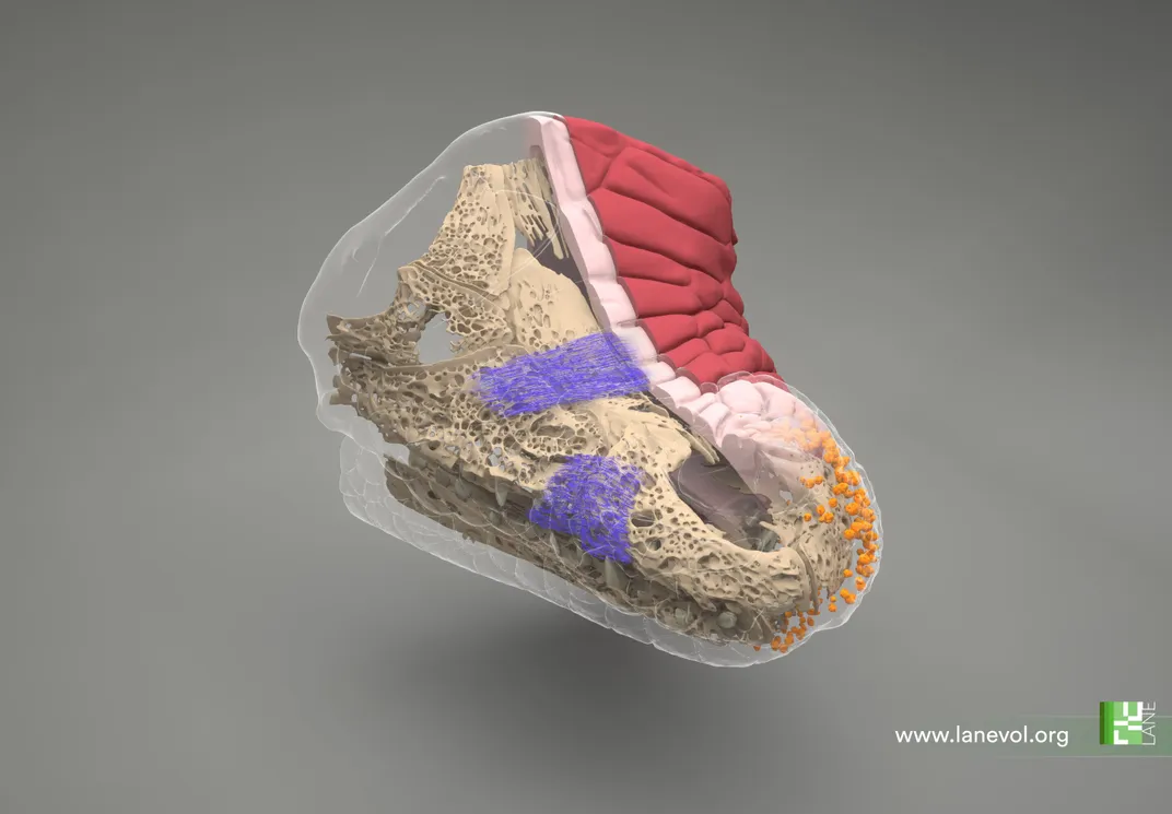 light-sheet fluorescence microscopy of crocodile head