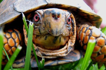This box turtle is very disappointed in your flagrant disregard for turtlekind.