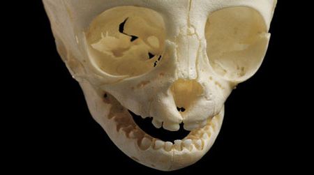 Black-headed Spider Monkey (Ateles fusciceps)