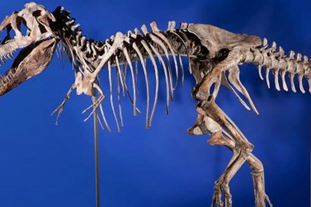 20120531095010tarbosaurus-skeleton.jpg