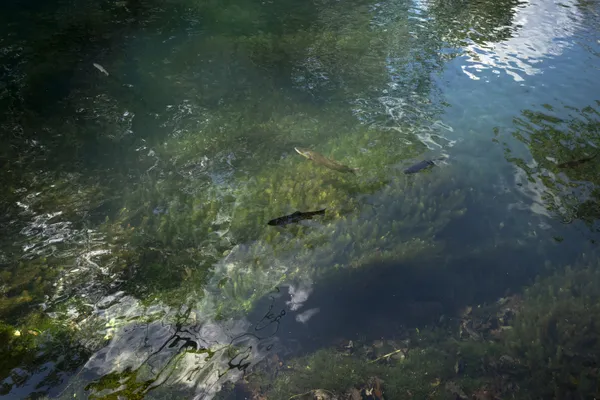 Trout, Maramec Spring Park, Missouri thumbnail