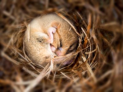The doormouse hibernates to conserve resources in harsh conditions. Similarly, scientists envision humans hibernating to endure long-distance space travel.