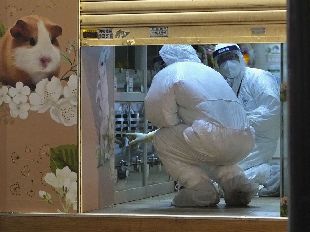 Two people in hazmat suits crouch inside a pet shop.
