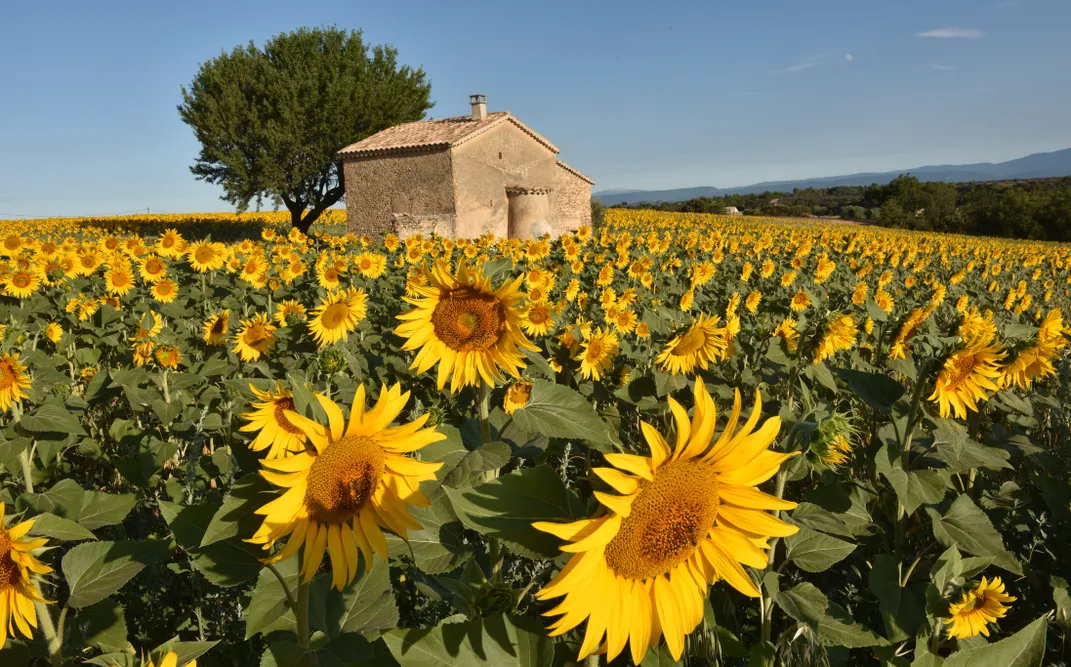 Sunflowers in Provence